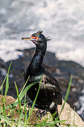 ����������� ������ (Phalacrocorax urile)
