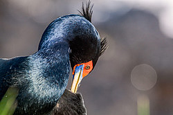 ����������� ������ (Phalacrocorax urile)