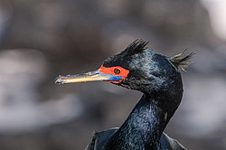 ����������� ������ (Phalacrocorax urile)