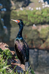 ����������� ������ (Phalacrocorax urile)
