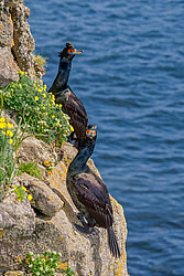 ����������� ������ (Phalacrocorax urile)