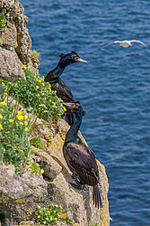 ����������� ������ (Phalacrocorax urile)