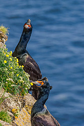 ����������� ������ (Phalacrocorax urile)