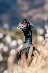 ����������� ������ (Phalacrocorax urile)