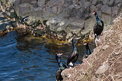 ����������� ������ (Phalacrocorax urile)