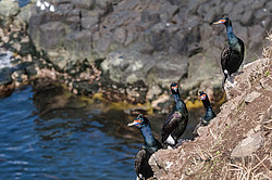 ����������� ������ (Phalacrocorax urile)