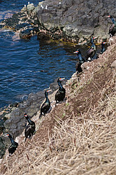 ����������� ������ (Phalacrocorax urile)