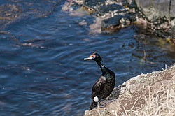 ����������� ������ (Phalacrocorax urile)