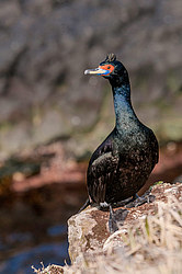 ����������� ������ (Phalacrocorax urile)