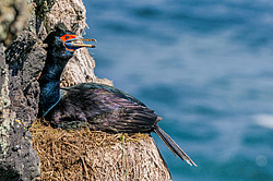 ����������� ������ (Phalacrocorax urile)