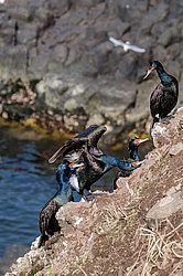 ����������� ������ (Phalacrocorax urile)