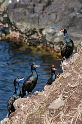����������� ������ (Phalacrocorax urile)