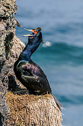����������� ������ (Phalacrocorax urile)