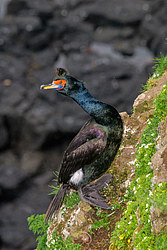 ����������� ������ (Phalacrocorax urile)
