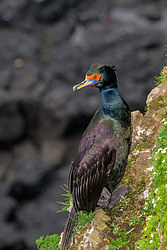����������� ������ (Phalacrocorax urile)