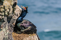 ����������� ������ (Phalacrocorax urile)