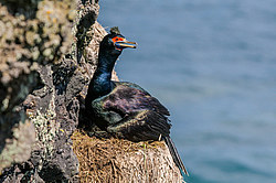 ����������� ������ (Phalacrocorax urile)