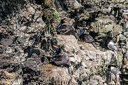 ����������� ������ (Phalacrocorax urile)