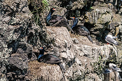 ����������� ������ (Phalacrocorax urile)