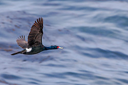 ����������� ������ (Phalacrocorax urile)