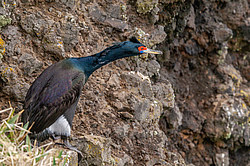 ����������� ������ (Phalacrocorax urile)