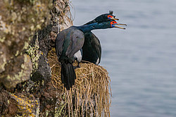 ����������� ������ (Phalacrocorax urile)
