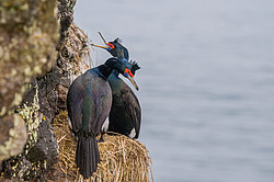 ����������� ������ (Phalacrocorax urile)