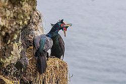 ����������� ������ (Phalacrocorax urile)