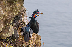����������� ������ (Phalacrocorax urile)