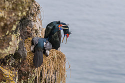 ����������� ������ (Phalacrocorax urile)