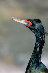 ����������� ������ (Phalacrocorax urile)