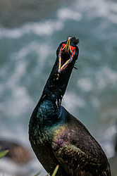 ����������� ������ (Phalacrocorax urile)