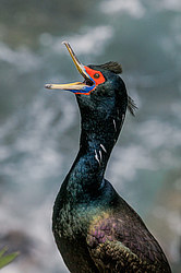 ����������� ������ (Phalacrocorax urile)