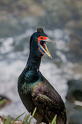 ����������� ������ (Phalacrocorax urile)