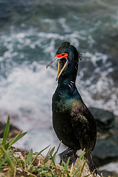 ����������� ������ (Phalacrocorax urile)