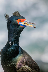 ����������� ������ (Phalacrocorax urile)