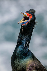 ����������� ������ (Phalacrocorax urile)