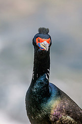 ����������� ������ (Phalacrocorax urile)
