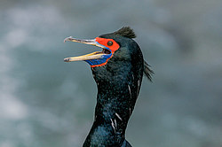 ����������� ������ (Phalacrocorax urile)