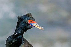 ����������� ������ (Phalacrocorax urile)