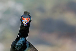 ����������� ������ (Phalacrocorax urile)