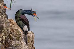 ����������� ������ (Phalacrocorax urile)