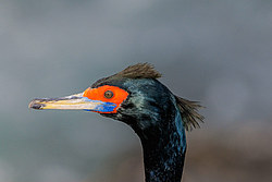 ����������� ������ (Phalacrocorax urile)