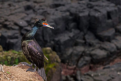 ����������� ������ (Phalacrocorax urile)