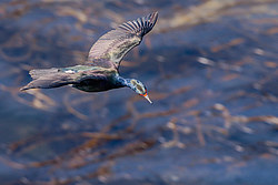 ����������� ������ (Phalacrocorax urile)