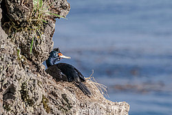 ����������� ������ (Phalacrocorax urile)
