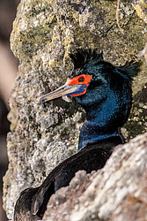 ����������� ������ (Phalacrocorax urile)