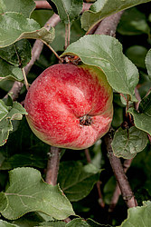 ������ �������� (Malus domestica)