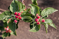 ������ �������� (Malus domestica)