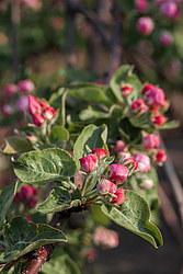 ������ �������� (Malus domestica)